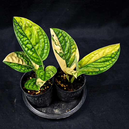 Monstera karstenianum (Peru) variegated