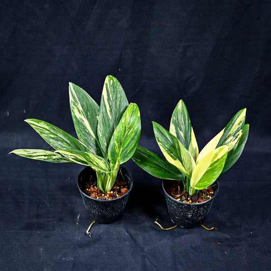 Monstera standleyana yellow variegated