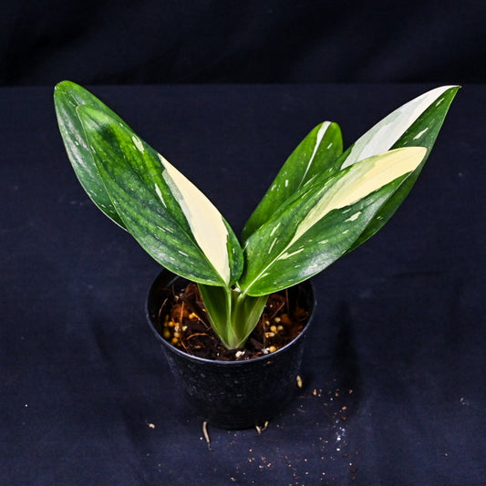 Monstera standleyana white variegated