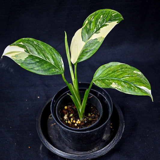 Monstera lechleriana variegated
