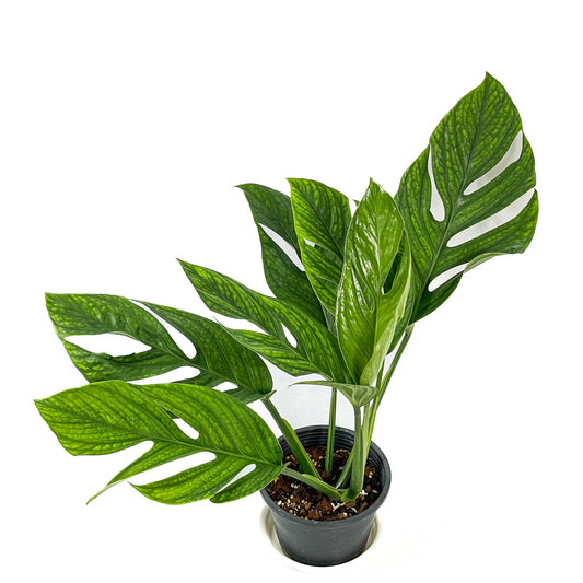 Monstera pinnatipartita