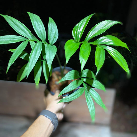 Monstera subpinnata