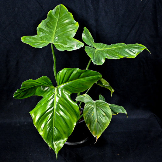 Philodendron barrosoanum