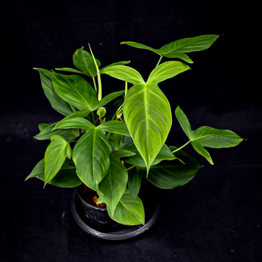 Philodendron camposportoanum