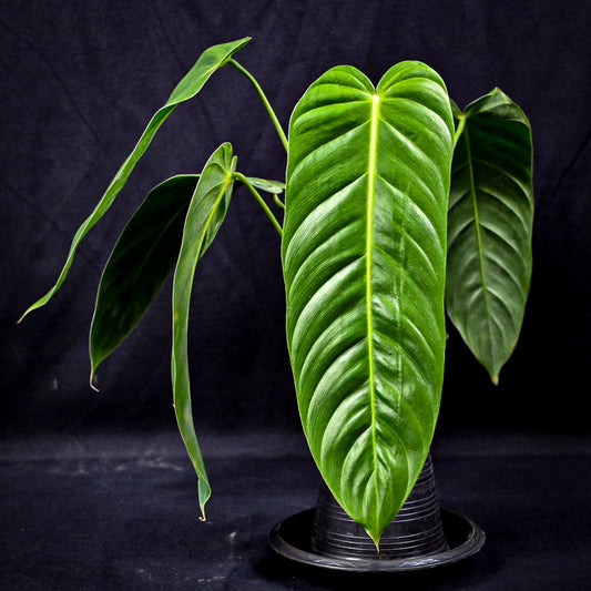 Philodendron esmeraldense narrow form