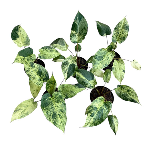 Homalomena rubescens borneo black stem