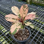 Plumeria Variegated