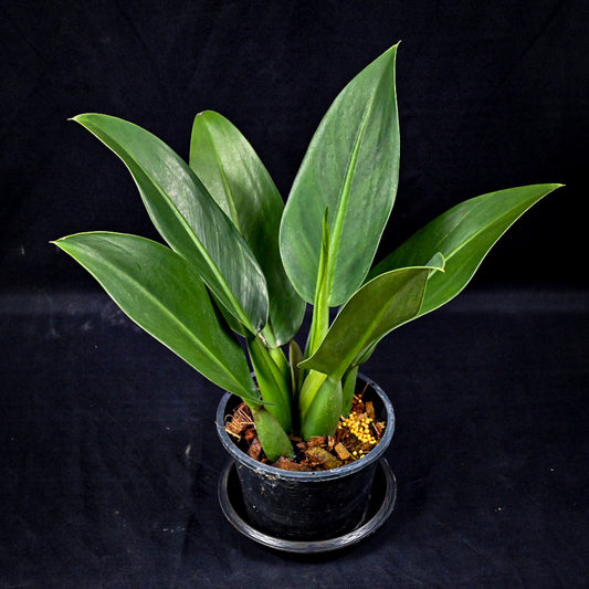 Philodendron martianum