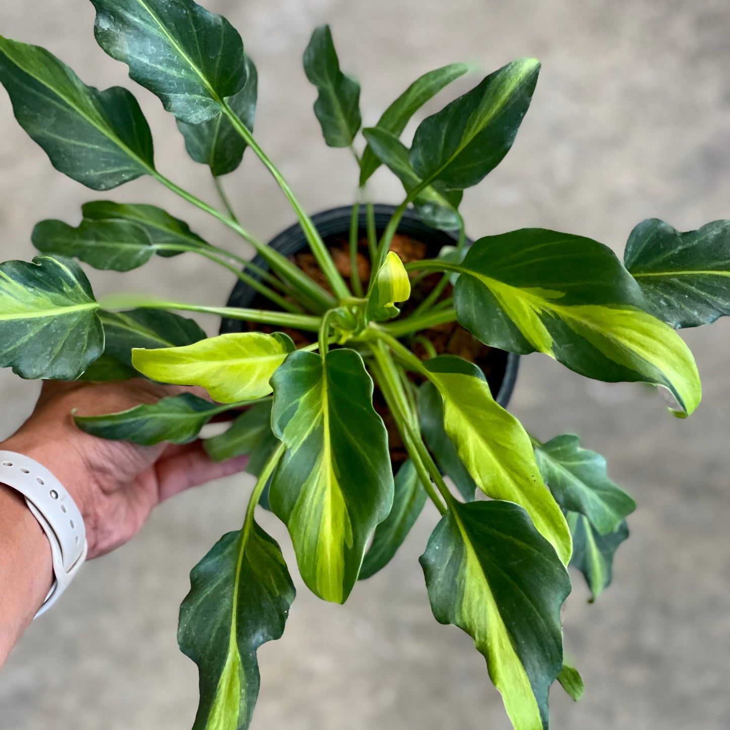 Philodendron xanadu variegated
