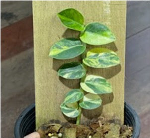 Rhaphidophora sp. No.1 variegated (giant form)