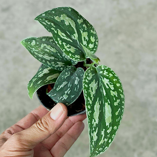 Scindapsus tricolor variegated (S)