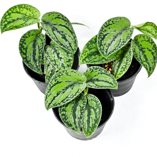 Scindapsus tricolor (Special)