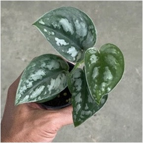Scindapsus sp. ‘black mamba mutation’