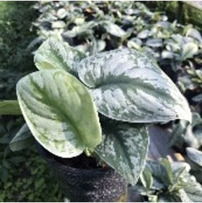 Scindapsus pictus trebie