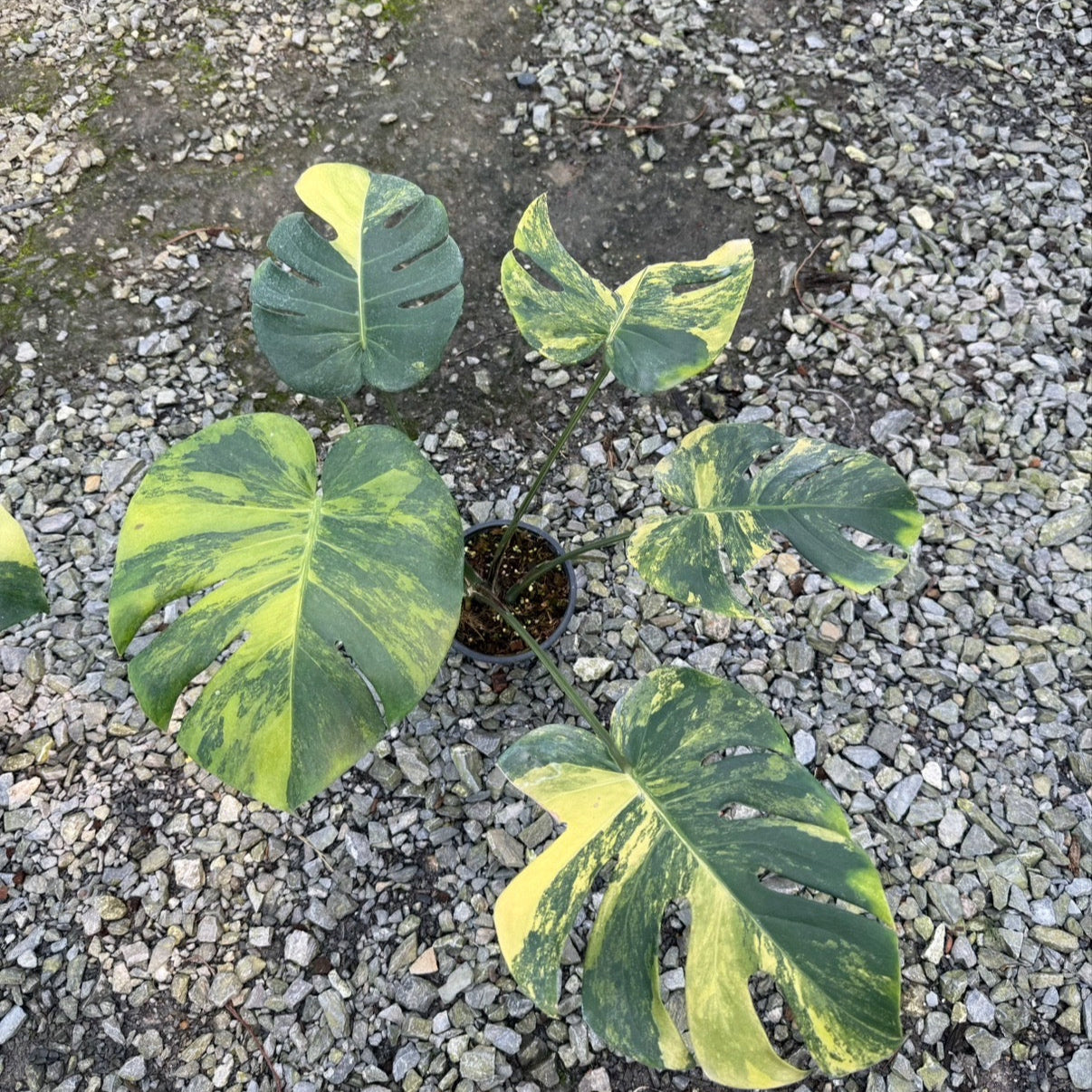 Monstera deliciosa aurea (3-4 leaves)