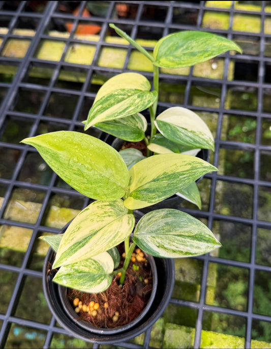 Scindapsus hederaceus aurea marble