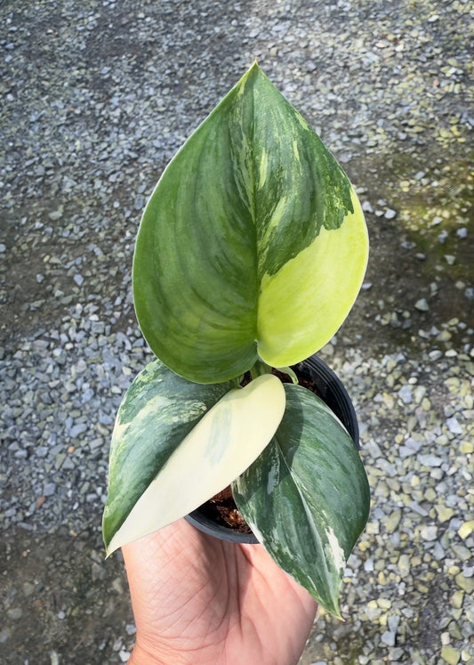 Scindapsus rubicon variegated