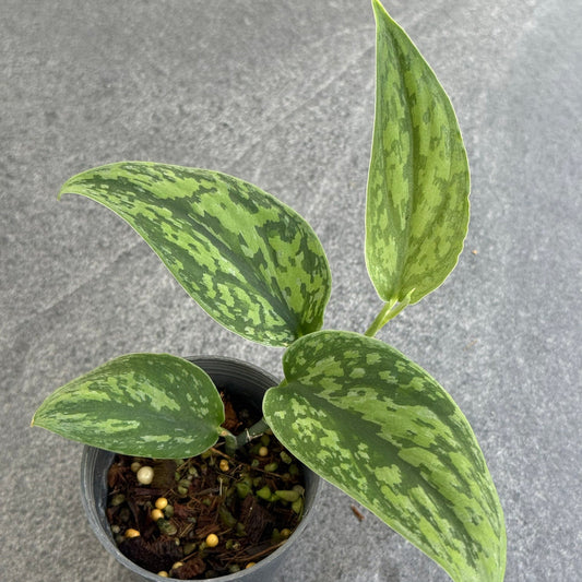 Scindapsus green army