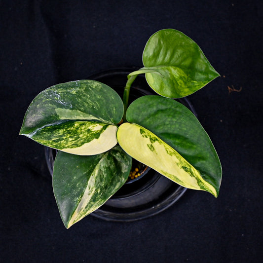 Scindapsus jade satin variegated