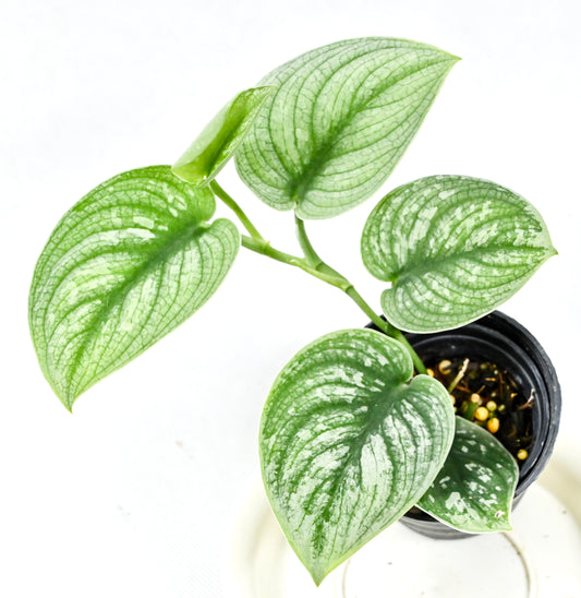 Scindapsus silver star