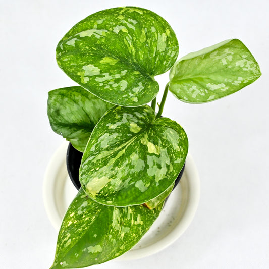 Scindapsus baticon