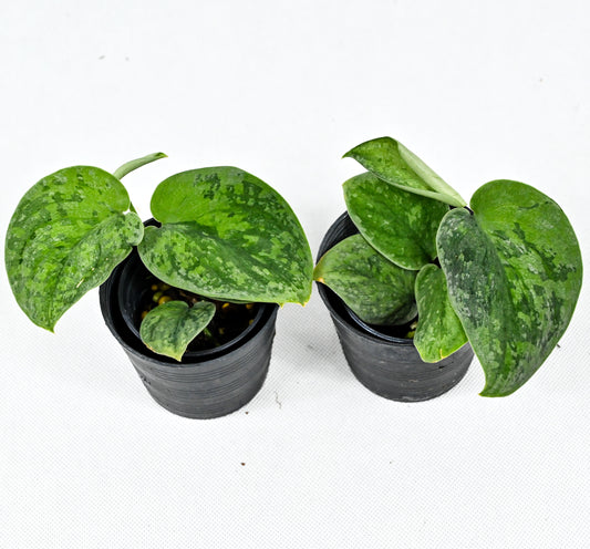 Scindapsus Snow fleck