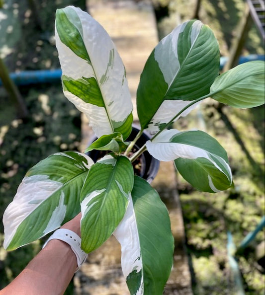 Spathiphyllum sensation albo variegated (new hybrids)