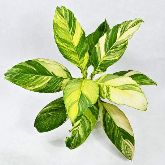 Spathiphyllum sensation aurea variegated