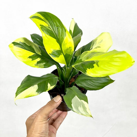 Spathiphyllum sensation aurea variegated (new hybrids)