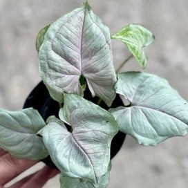 Syngonium grey ghost