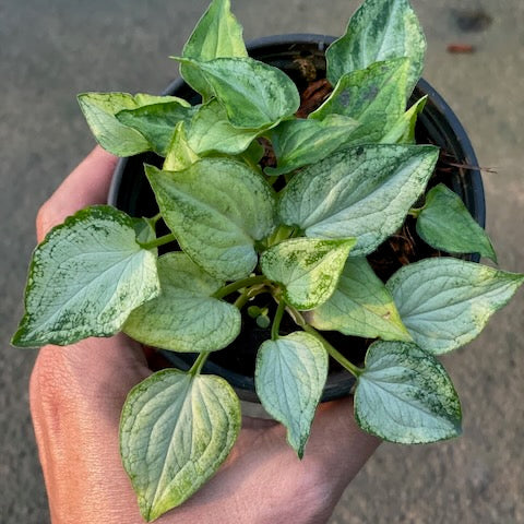 Syngonium Mouse Ears