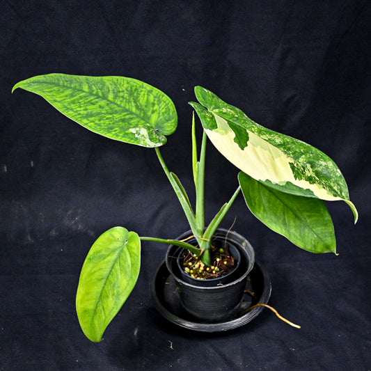 Syngonium chiapense variegated