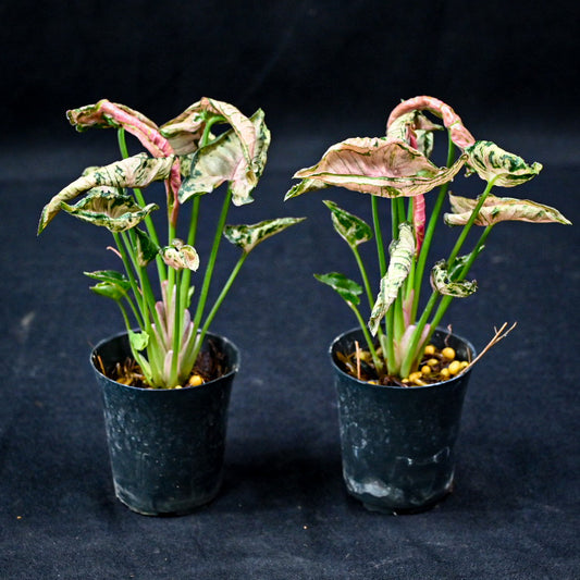 Syngonium pink rolli
