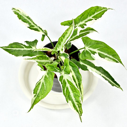 Syngonium T25