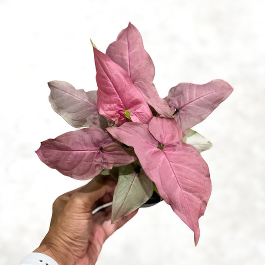 Syngonium pink Japan