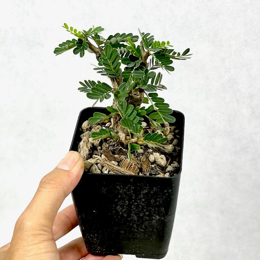 Senna meridionalis